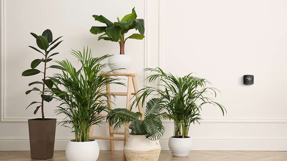 Best Home Air Purifier for Pets And Dust: Enhance Indoor Air Quality