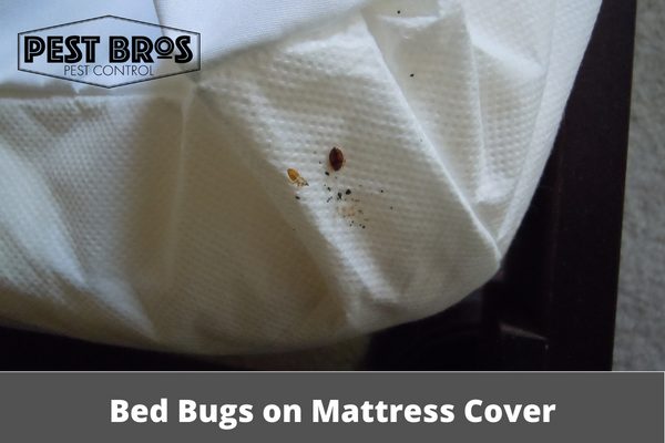 How Long Can Bed Bugs Live in a Mattress Cover: Discover Now