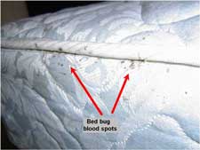How to Check a Mattress for Bed Bugs: Expert Tips