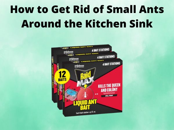 How to Get Rid of Small Ants Around the Kitchen Sink