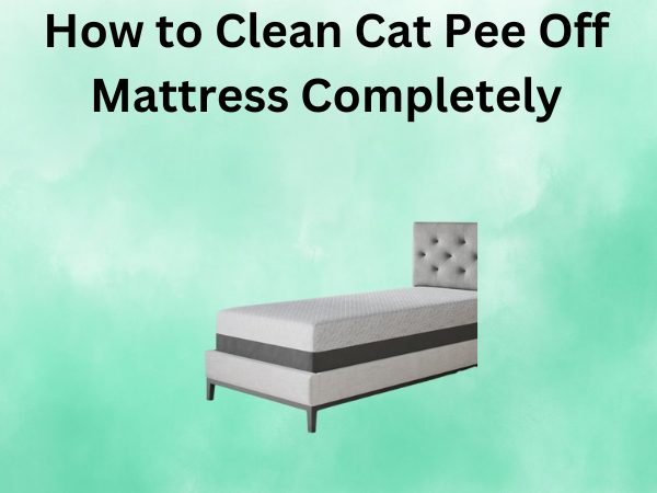 How to Clean Cat Pee Off Mattress Completely