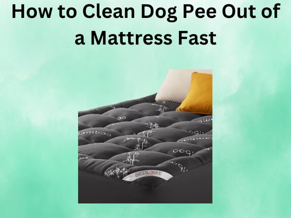 How to Clean Dog Pee Out of a Mattress Fast