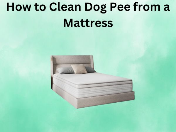 How to Clean Dog Pee from a Mattress