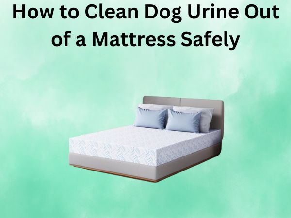 How to Clean Dog Urine Out of a Mattress Safely