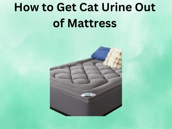 How to Get Cat Urine Out of Mattress Completely