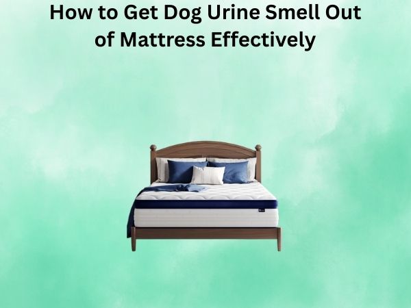 How to Get Dog Urine Smell Out of Mattress Effectively