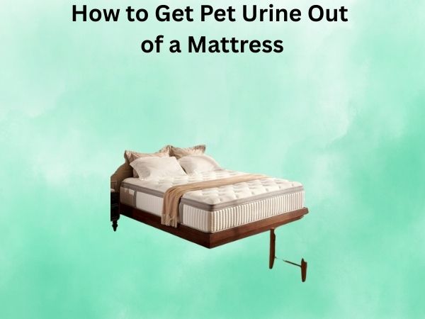 How to Get Pet Urine Out of a Mattress