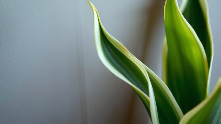 Snake Plant Air Purification: How It Works
